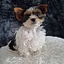 Yuki a rejoint le concours — aidez-le/la à gagner de superbes lots ! affenpinscher, animal, canine, cat, chihuahua, cockerspaniel, dog, kitten, papillon, pet, poodle, puppy, terrier, whitedog