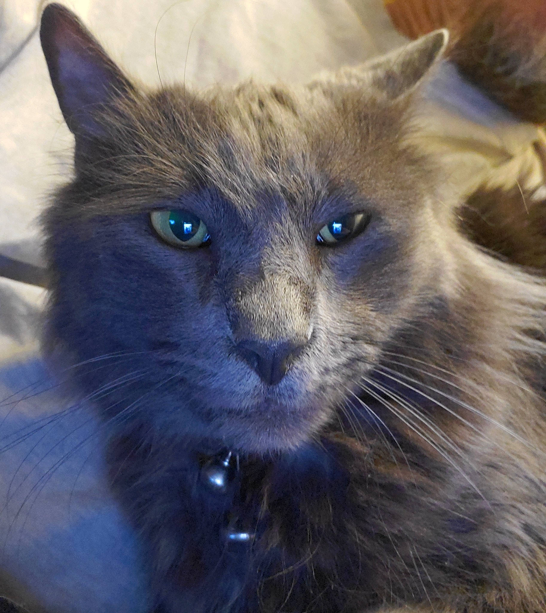 Spooky joined the competition — help win amazing prizes! black_cat, carnivore, cat, claw, close_up, domestic_short_haired_cat, ear, electric_blue, felidae, fur, mammal, russian_blue, small_to_medium_sized_cats, snout, terrestrial_animal, whiskers, wildlife, window