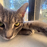 Elsa joined the competition — help win amazing prizes! cat, tabby, close_up, green_eyes, paw, windowsill, window, screen, sunlight, indoor, animal, pet, feline, whiskers, fur, relaxed, curious, face, portrait, daylight