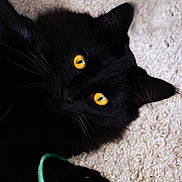 Simon joined the competition — help win amazing prizes! black_cat, yellow_eyes, cat, pet, animal, feline, paw, whiskers, indoor, carpet, playful, string, closeup, portrait, cute, fur, looking, kitten, domestic_cat, relaxed