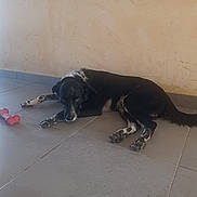 Blacky a rejoint le concours — aidez-le/la à gagner de superbes lots ! dog, black_and_white, lying_down, floor, tile_floor, toy, bone_toy, indoor, pet, animal, resting, looking_up, wall, beige_wall, paw, tail, ears, snout, domestic_dog, canine