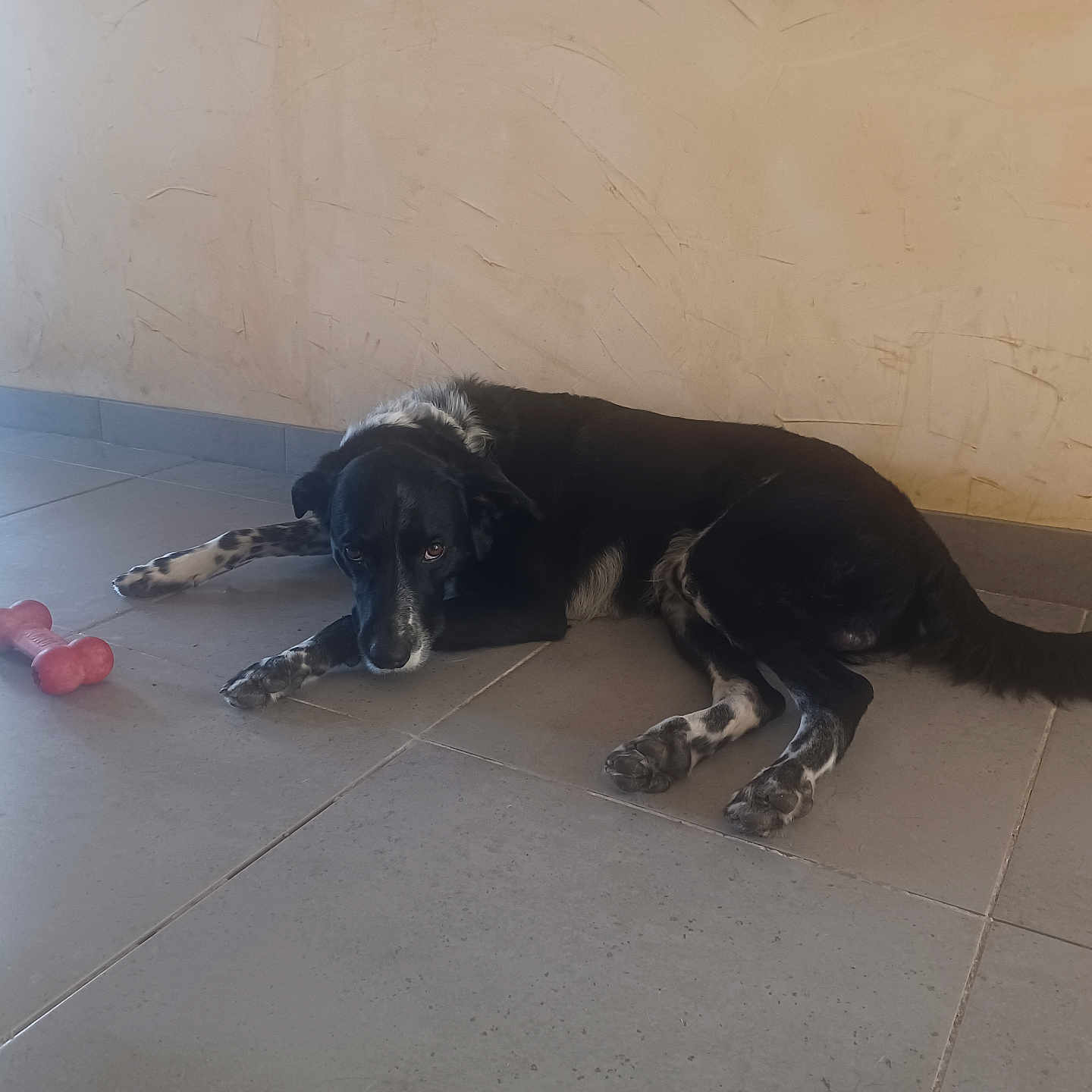 Blacky a rejoint le concours — aidez-le/la à gagner de superbes lots ! dog, black_and_white, lying_down, floor, tile_floor, toy, bone_toy, indoor, pet, animal, resting, looking_up, wall, beige_wall, paw, tail, ears, snout, domestic_dog, canine