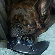 Charlie Buiscuits is registered to the contest to win money with this photo: dog, french_bulldog, pet, sleepy, tired, wrinkled_face, brindle, indoor, blanket, couch, game_controller, playstation, gaming, resting, lying_down, close_up, portrait, smartphone_screenshot, person, cozy