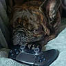 dog, french_bulldog, pet, sleepy, tired, wrinkled_face, brindle, indoor, blanket, couch, game_controller, playstation, gaming, resting, lying_down, close_up, portrait, smartphone_screenshot, person, cozy