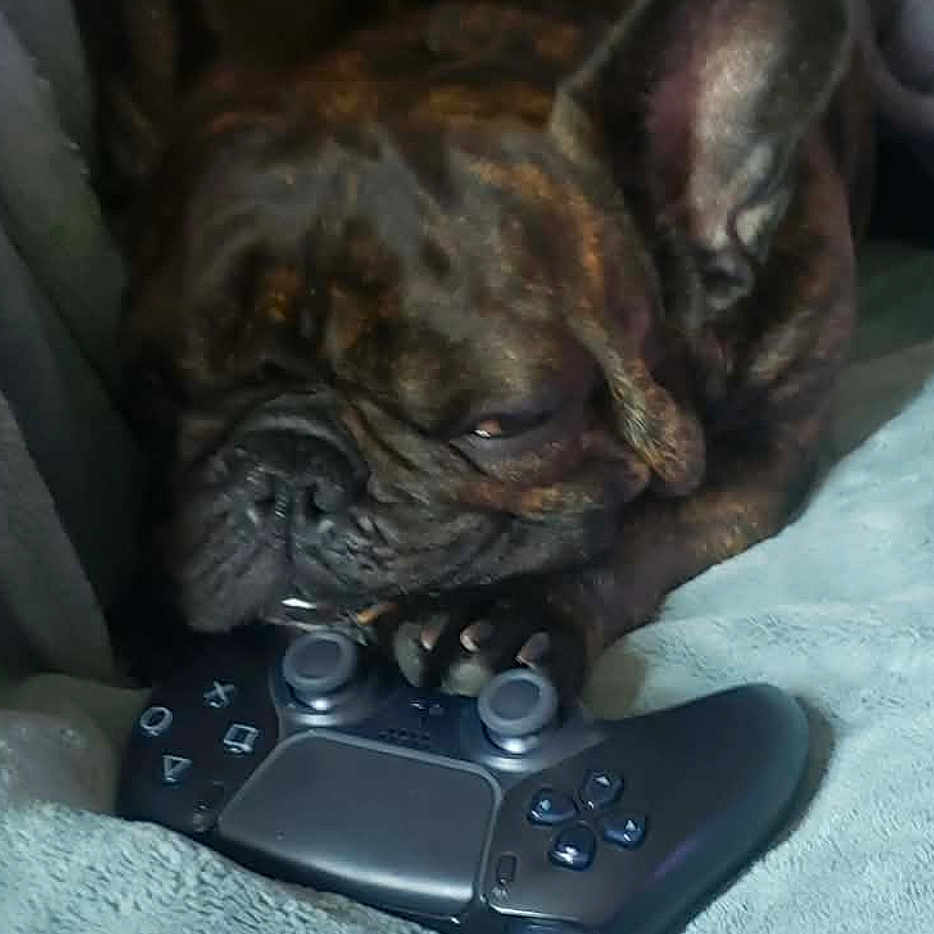 Charlie Buiscuits