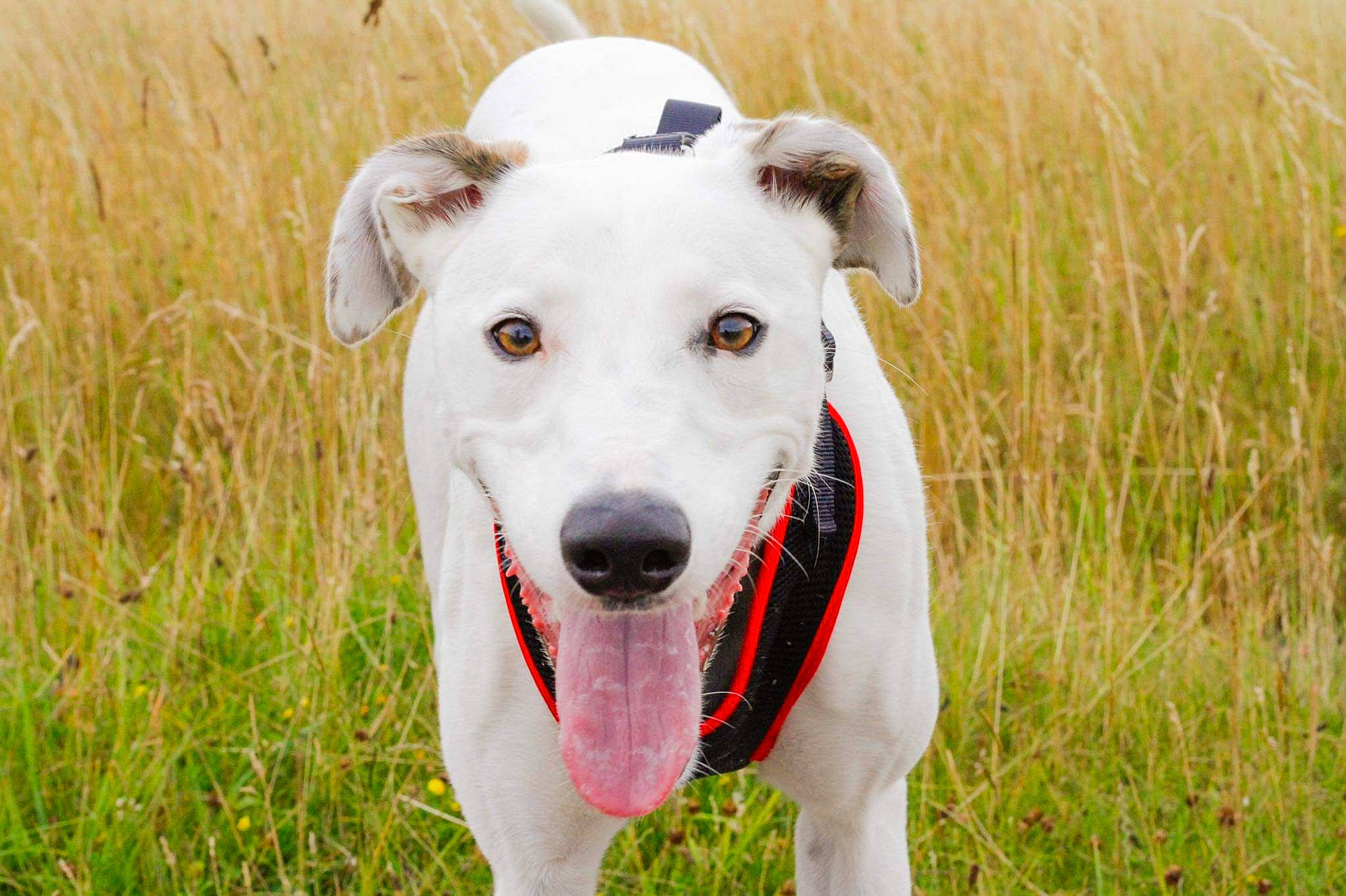 Bambi joined the competition — help win amazing prizes! canidae, carnivore, collar, companion_dog, dog, dog_breed, dog_collar, dog_supply, fashion_accessory, grass, grassland, leash, non_sporting_group, pet_supply, plant, rampur_greyhound, sporting_group, terrestrial_animal, whiskers, working_animal