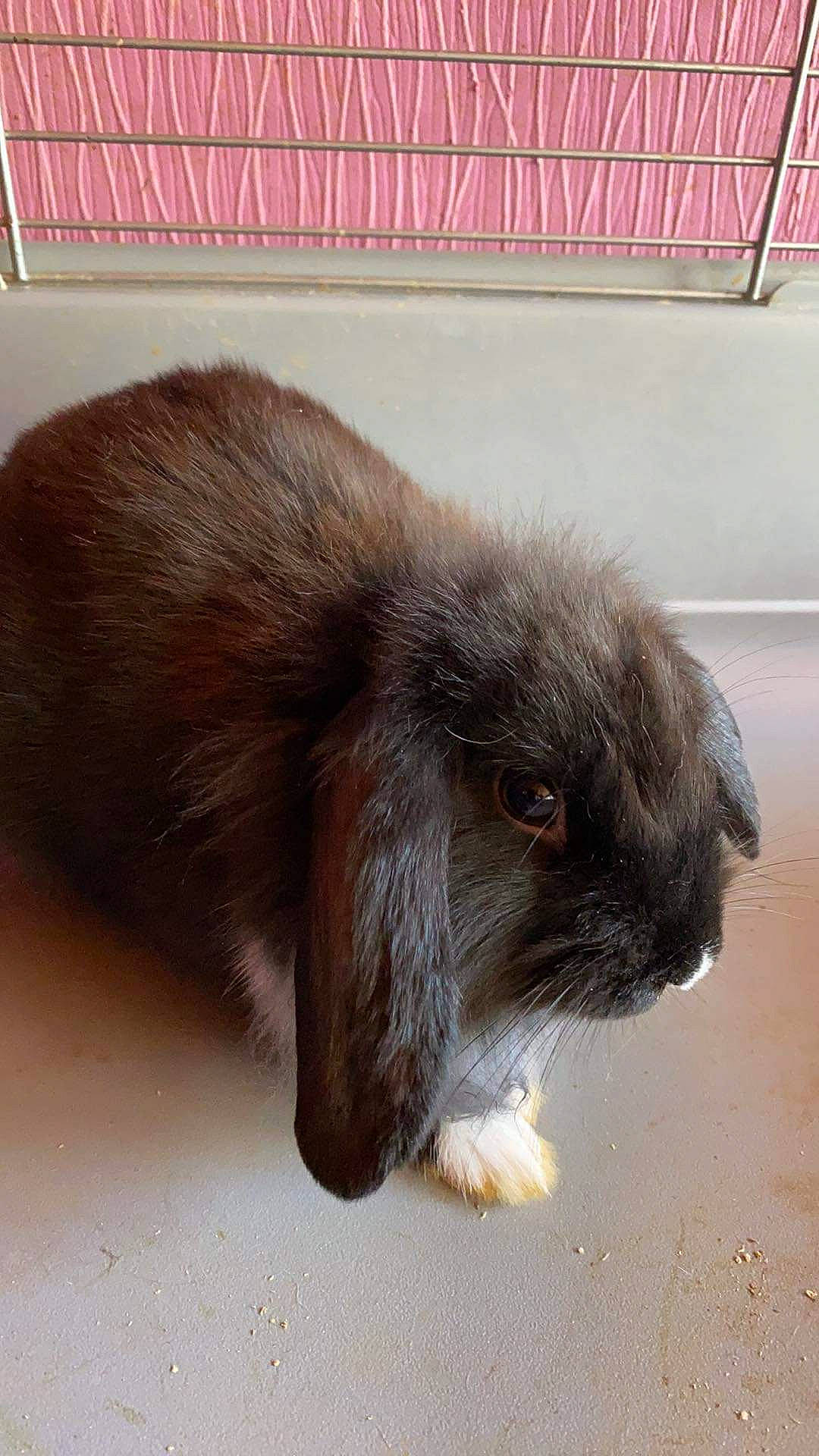 Charbonnée participe au concours pour gagner de l'argent avec cette photo : angora_rabbit, domestic_rabbit, ear, fawn, hare, mammal, rabbit, rabbits_and_hares, snout, tail, whiskers