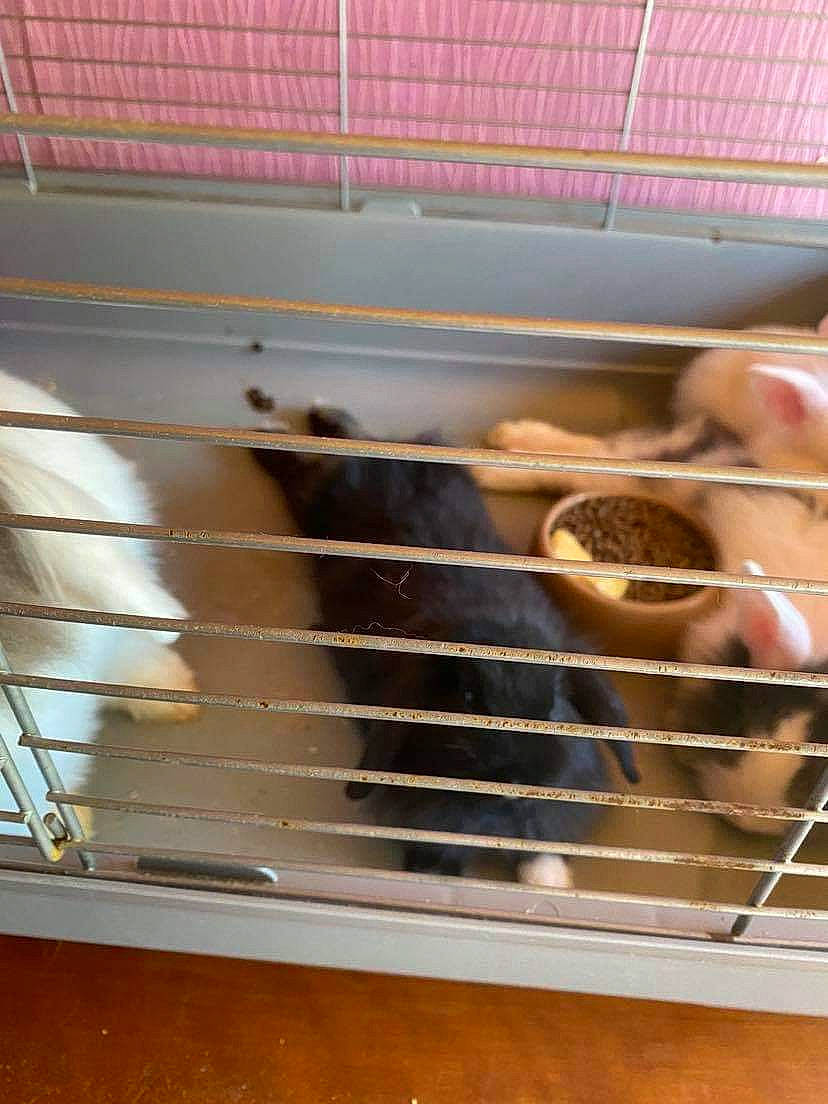 Charbonnée a rejoint le concours — aidez-le/la à gagner de superbes lots ! animal_shelter, cage, chinchilla, degu, fawn, gerbil, hamster, mouse, muridae, muroidea, rat, rodent