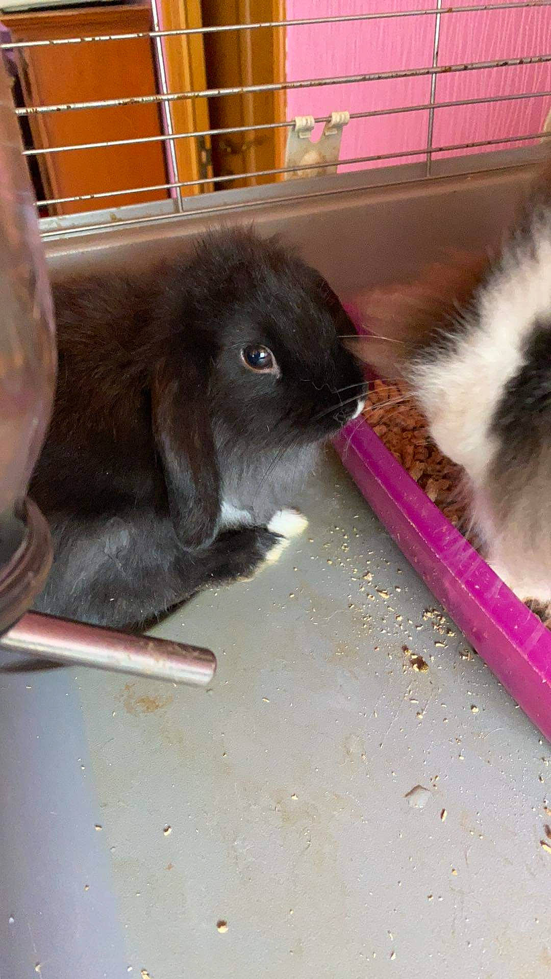 Charbonnée participe au concours pour gagner de l'argent avec cette photo : angora_rabbit, domestic_rabbit, fawn, guinea_pig, rabbit, rabbits_and_hares, snout, whiskers