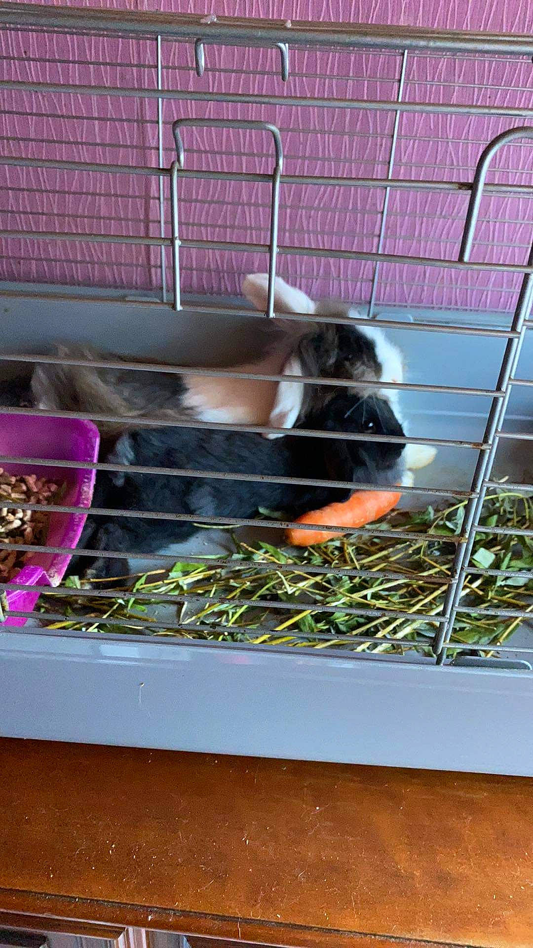 Charbonnée participe au concours pour gagner de l'argent avec cette photo : animal_shelter, cage, fawn, guinea_pig, hamster, pet_supply, rodent