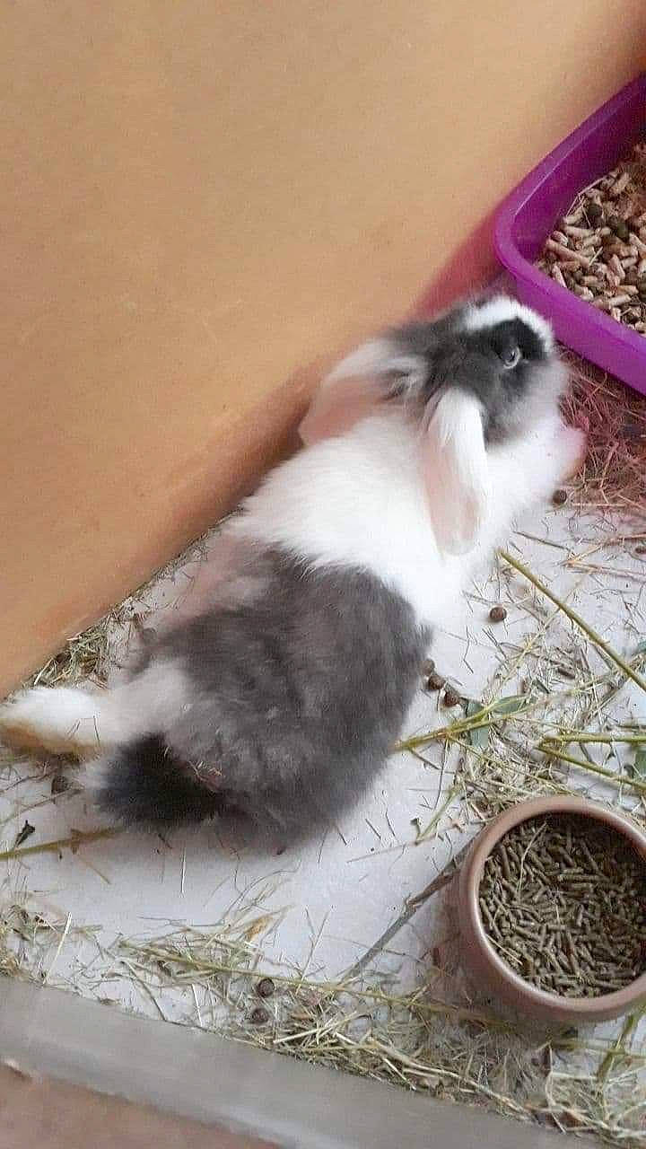 Roxy participe au concours pour gagner de l'argent avec cette photo : canidae, carnivore, cat, felidae, kitten, mammal, norwegian_forest_cat, rabbit, rabbits_and_hares, small_to_medium_sized_cats, tail