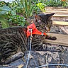 Floyd is registered to the contest to win money with this photo: animal, cat, fur, garden, green_eyes, harness, home_garden, leash, lying_down, outdoor, patio, pet, plants, portrait, relaxed, striped_fur, sunlight, tabby, whiskers, wooden_steps