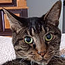 Floyd joined the competition — help win amazing prizes! animal, blanket, brown_fur, cat, close_up, couch, ears, face, feline, fur, green_eyes, home, indoor, pet, photography, portrait, staring, striped_fur, tabby_cat, whiskers