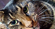 Floyd is registered to the contest to win money with this photo: animal, blanket, cat, close_up, couch, cozy, face, fur, green_eyes, head, home, indoor, lying_down, pet, portrait, relaxed, soft_texture, striped_fur, tabby, whiskers
