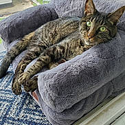 Floyd is registered to the contest to win money with this photo: cat, cozy, ears, feline, fur, green_eyes, home, indoor, lying_down, pet, plush_bed, portrait, relaxed, rug, striped_fur, sunlight, tabby, whiskers, window, window_bed