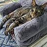 cat, cozy, ears, feline, fur, green_eyes, home, indoor, lying_down, pet, plush_bed, portrait, relaxed, rug, striped_fur, sunlight, tabby, whiskers, window, window_bed