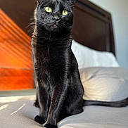 Bagheera joined the competition — help win amazing prizes! cat, black_cat, pet, animal, feline, bed, pillow, wooden_headboard, indoor, sunlight, yellow_eyes, fur, whiskers, sitting, looking_up, cozy, domestic, soft_texture, close_up, portrait