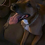 Rebel is registered to the contest to win money with this photo: dog, tongue, couch, pet, indoor, brown, collar, happy, animal, canine, fur, paw, seated, looking_up, domestic, companion, pet_furniture, tongue_out, canine_face, resting