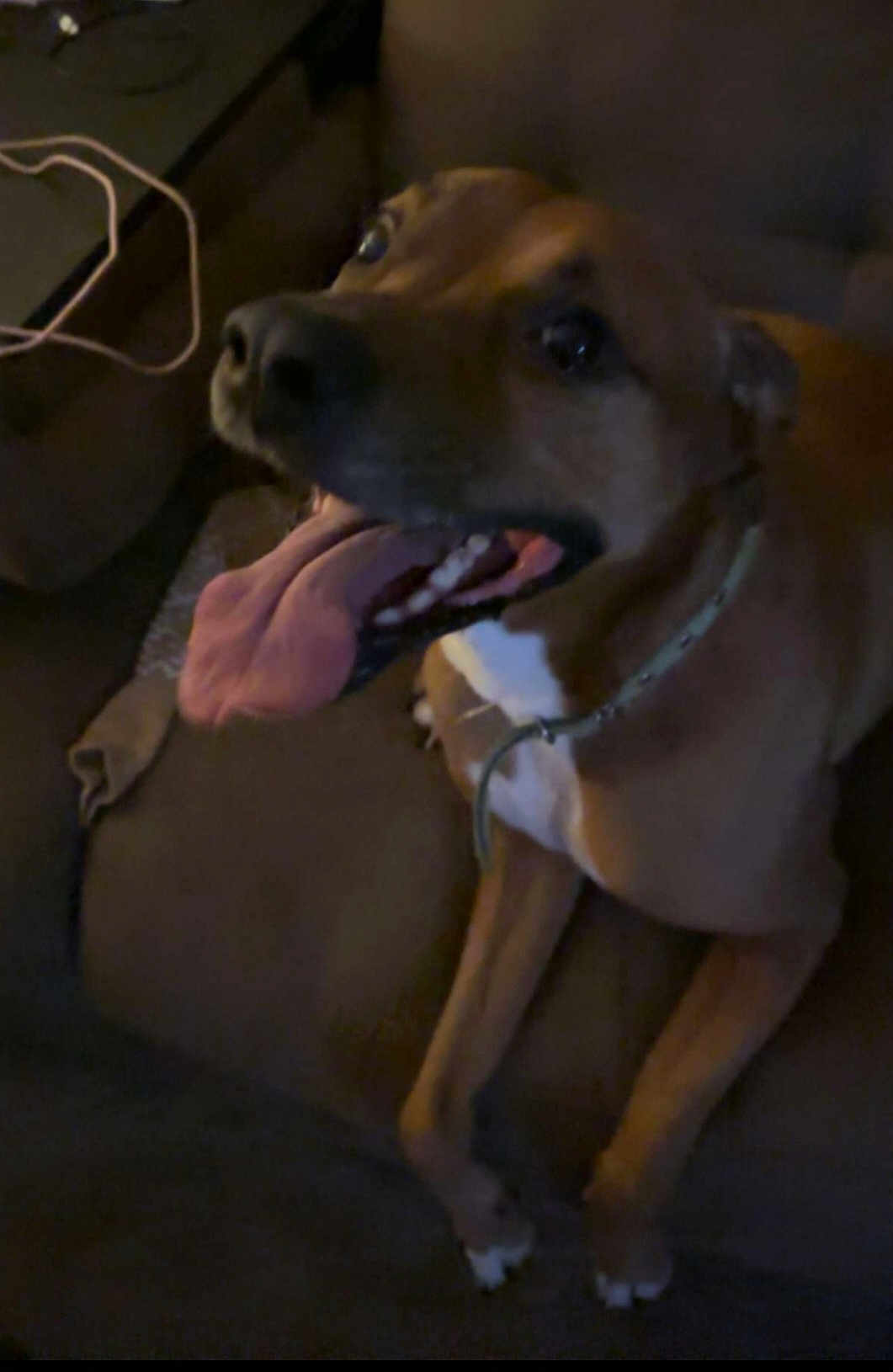 Rebel is registered to the contest to win money with this photo: dog, tongue, couch, pet, indoor, brown, collar, happy, animal, canine, fur, paw, seated, looking_up, domestic, companion, pet_furniture, tongue_out, canine_face, resting