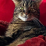 Jumbo a rejoint le concours — aidez-le/la à gagner de superbes lots ! animal, attention, cat, closeup, comfort, cozy, cute, feline, fur, green_eyes, home, indoor, mammal, pet, portrait, red_cushion, relaxed, resting, tabby_cat, whiskers