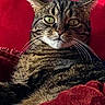 animal, attention, cat, closeup, comfort, cozy, cute, feline, fur, green_eyes, home, indoor, mammal, pet, portrait, red_cushion, relaxed, resting, tabby_cat, whiskers