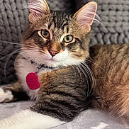 Rocky is registered to the contest to win money with this photo: cat, tabby_cat, pet, feline, whiskers, ears, eyes, collar, tag, pink_tag, blanket, knitted_background, fur, paws, relaxed, indoor, close_up, animal, cute, domestic_cat