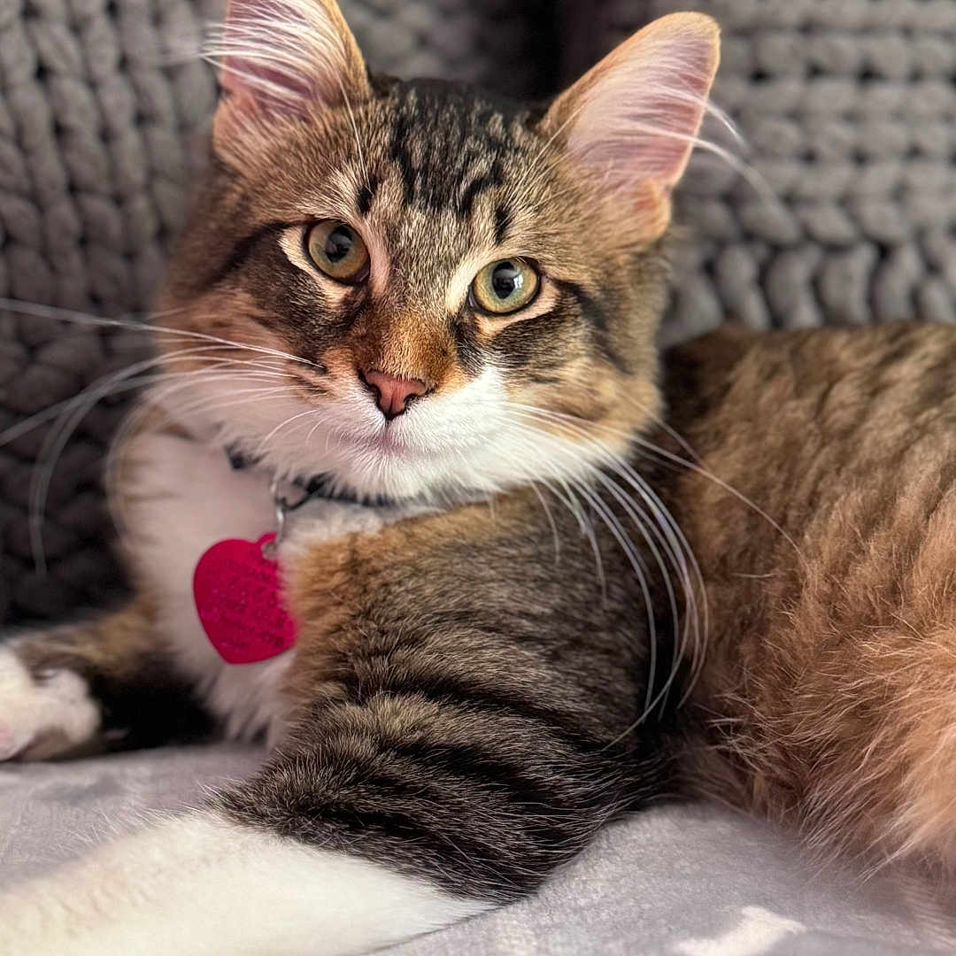 Rocky is registered to the contest to win money with this photo: animal, blanket, cat, close_up, collar, cute, domestic_cat, ears, eyes, feline, fur, indoor, knitted_background, paws, pet, pink_tag, relaxed, tabby_cat, tag, whiskers