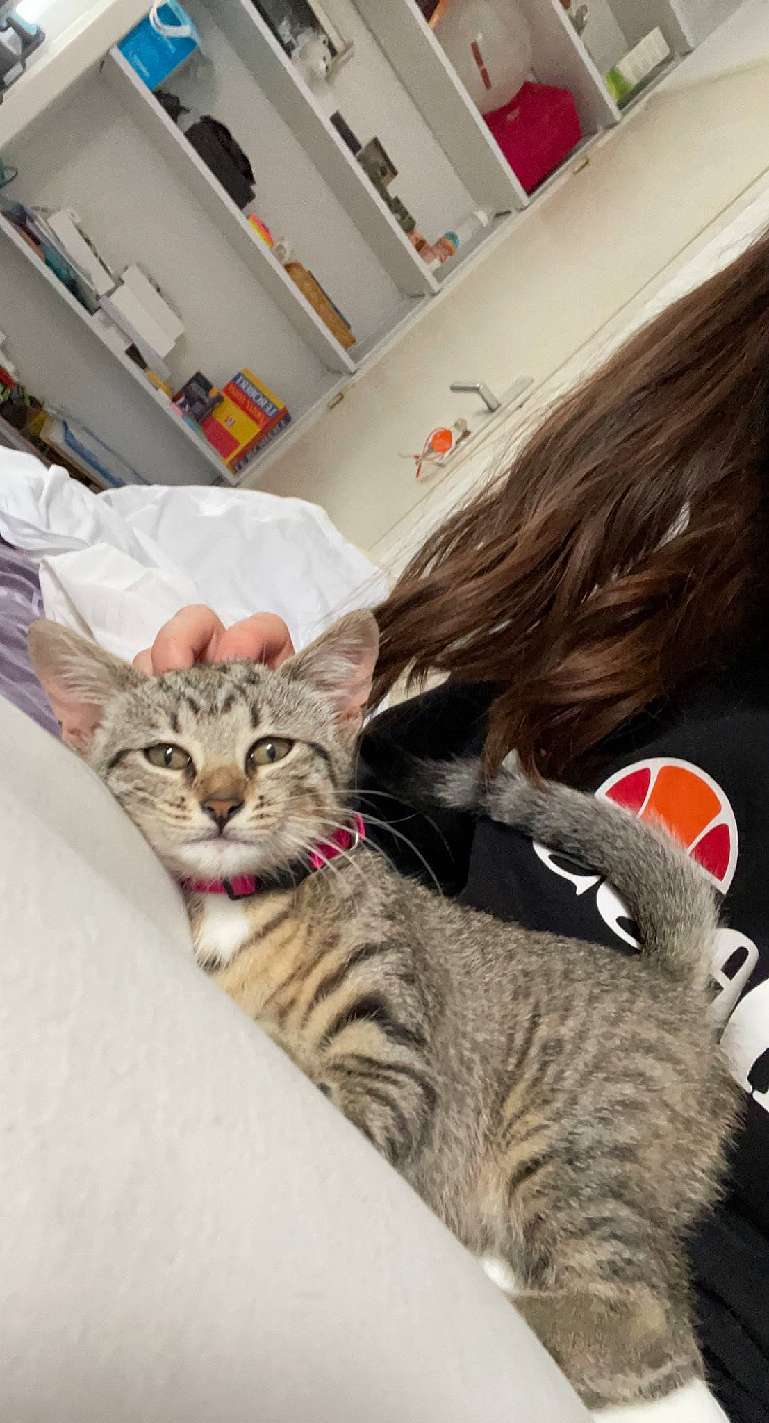 Ruby a rejoint le concours — aidez-le/la à gagner de superbes lots ! carnivore, cat, comfort, domestic_short_haired_cat, felidae, fur, paw, sitting, small_to_medium_sized_cats, snout, tail, whiskers