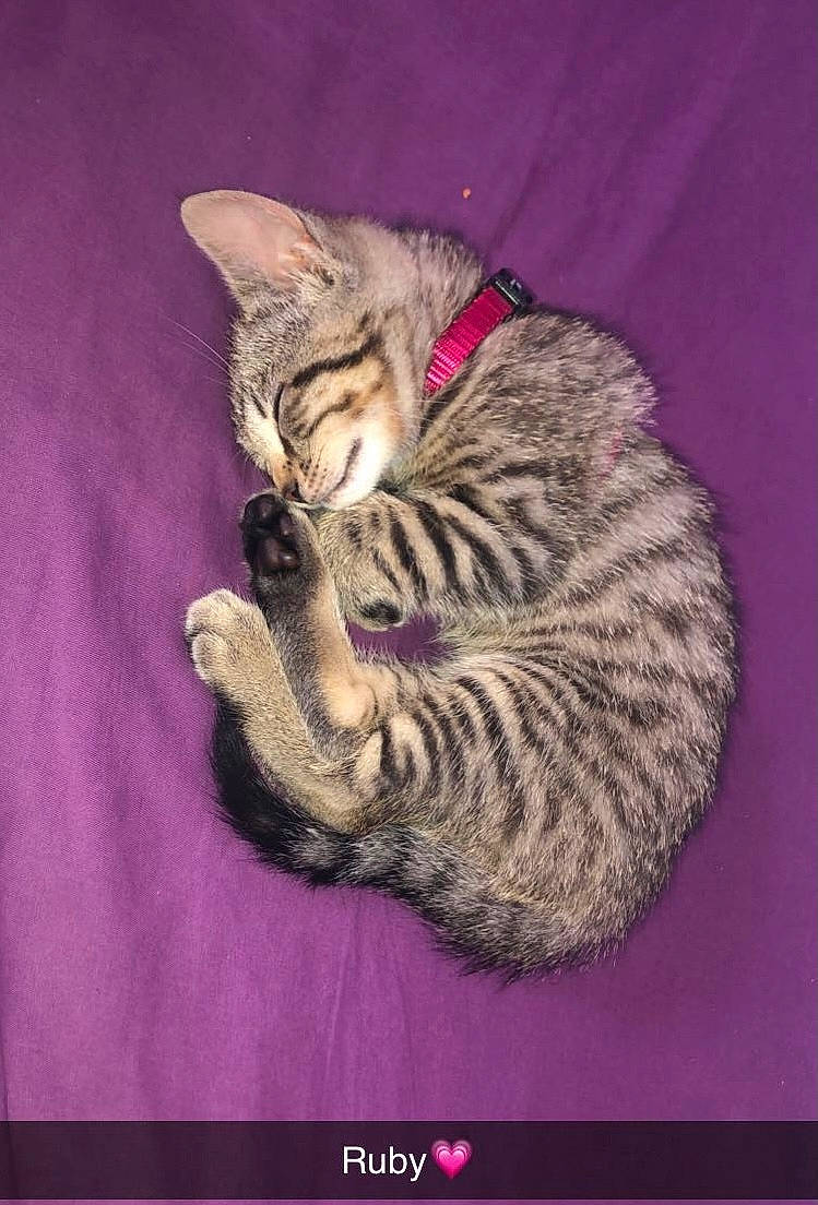 Ruby participe au concours pour gagner de l'argent avec cette photo : carnivore, cat, claw, domestic_short_haired_cat, felidae, fur, magenta, paw, purple, sitting, small_to_medium_sized_cats, snout, tail, terrestrial_animal, whiskers, wildlife