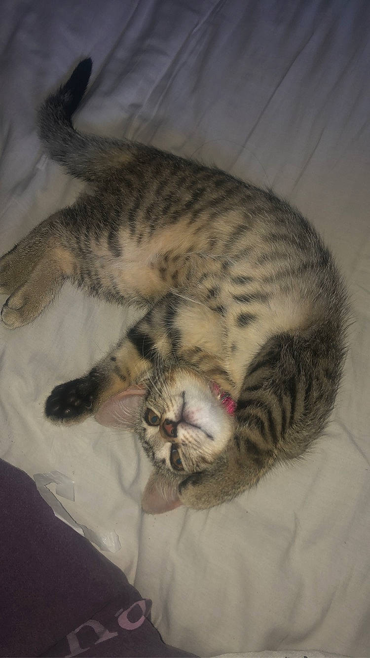 Ruby a rejoint le concours — aidez-le/la à gagner de superbes lots ! big_cats, carnivore, cat, cat_bed, claw, comfort, domestic_short_haired_cat, eye, felidae, fur, head, nap, paw, sleep, small_to_medium_sized_cats, snout, tail, terrestrial_animal, whiskers, wildlife