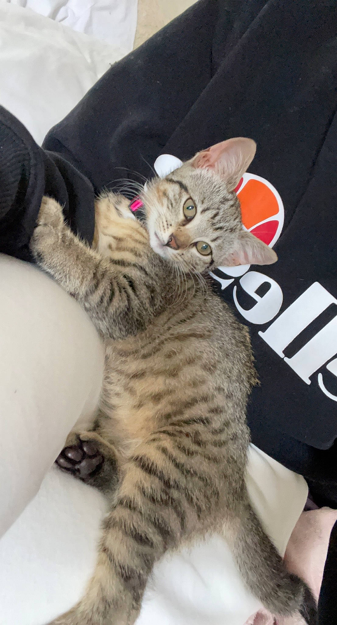 Ruby participe au concours pour gagner de l'argent avec cette photo : carnivore, cat, claw, comfort, domestic_short_haired_cat, ear, felidae, foot, fur, paw, sitting, small_to_medium_sized_cats, snout, tail, terrestrial_animal, whiskers