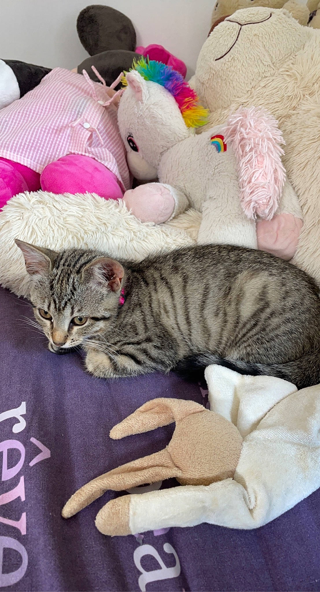 Ruby a rejoint le concours — aidez-le/la à gagner de superbes lots ! carnivore, cat, cat_bed, cat_supply, comfort, domestic_short_haired_cat, fawn, felidae, fur, grey, linens, paw, small_to_medium_sized_cats, snout, tail, textile, toy, whiskers, wool, woolen