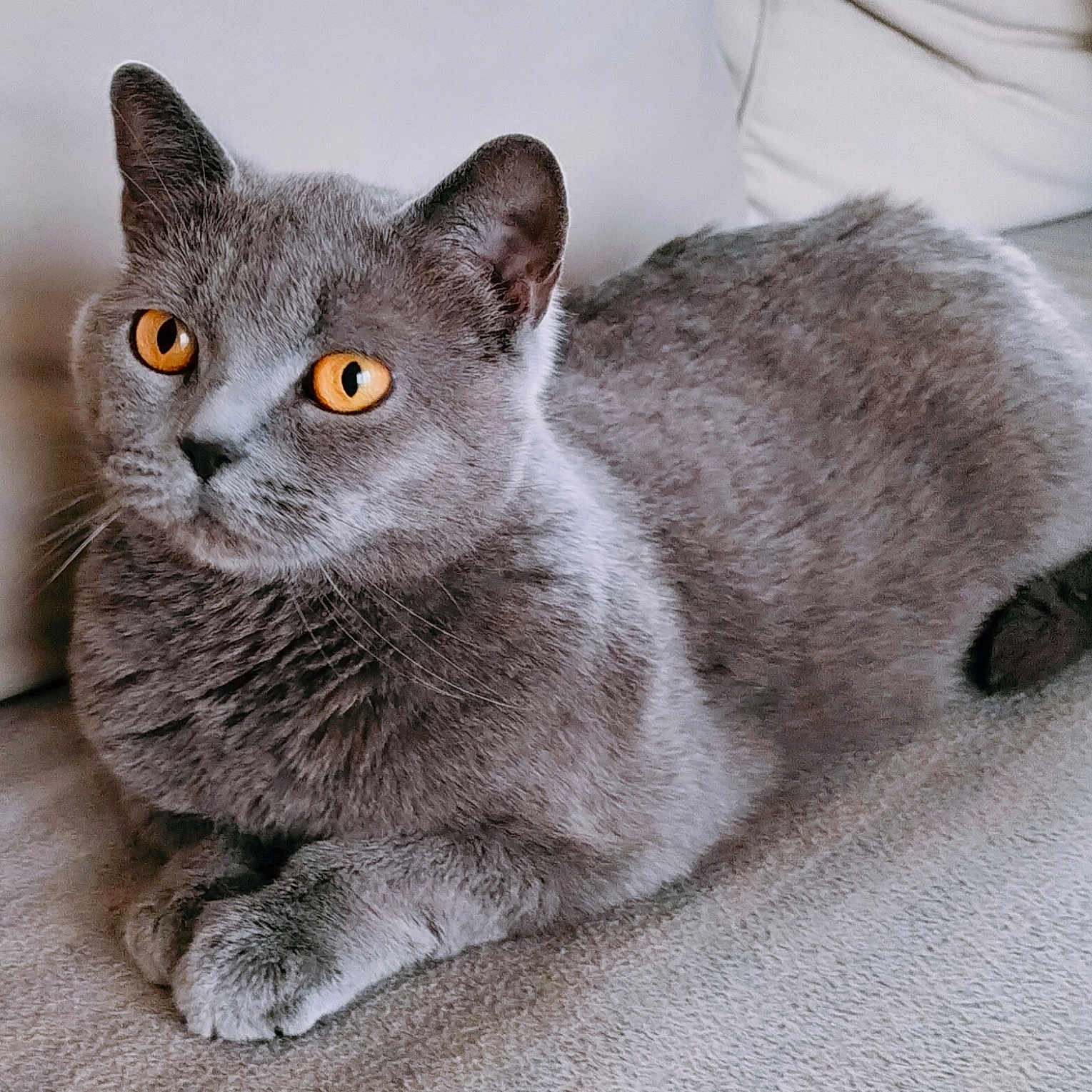 Orphée participe au concours pour gagner de l'argent avec cette photo : abyssinian, animal, cat, egyptiancat, gray, kitten, manx, pet, siamese