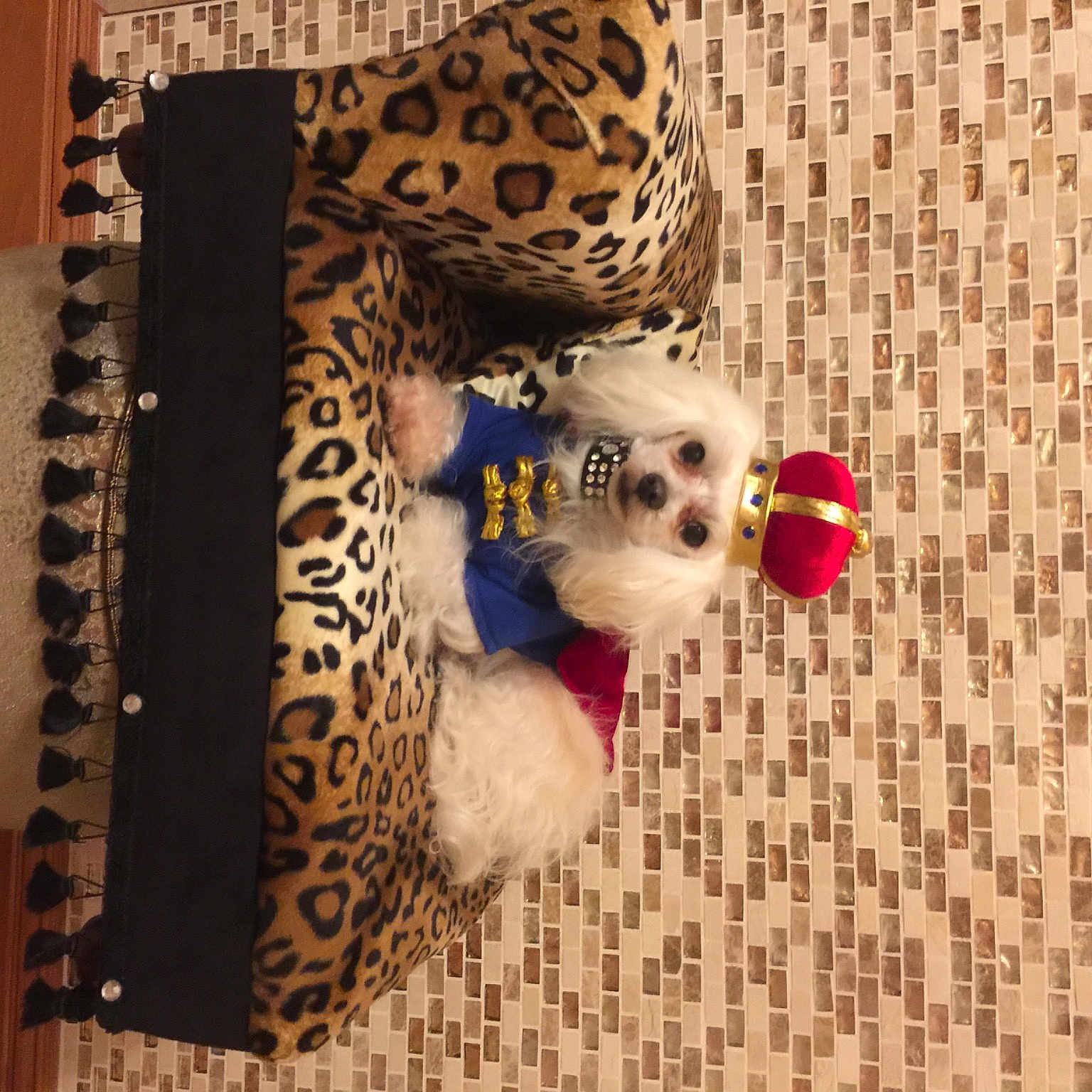 Jackson joined the competition — help win amazing prizes! art, carmine, chair, collectable, craft, embellishment, fashion_accessory, flooring, linens, magenta, paper, paper_product, pattern, room, stuffed_toy, teddy_bear, textile, toy, visual_arts, wood