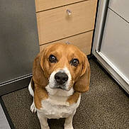 Oslo participe au concours pour gagner de l'argent avec cette photo : dog, beagle, pet, kitchen, floor_mat, carpet, brown_white_fur, looking_up, ears, cute, animal, indoor, cabinet, drawer, appliance, nose, eyes, waiting, home, floor