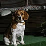 Oslo participe au concours pour gagner de l'argent avec cette photo : dog, beagle, pet, animal, sitting, carpet, step, bench, cushions, brown, white, indoor, calm, looking, ears, fur, nose, paws, quiet, resting