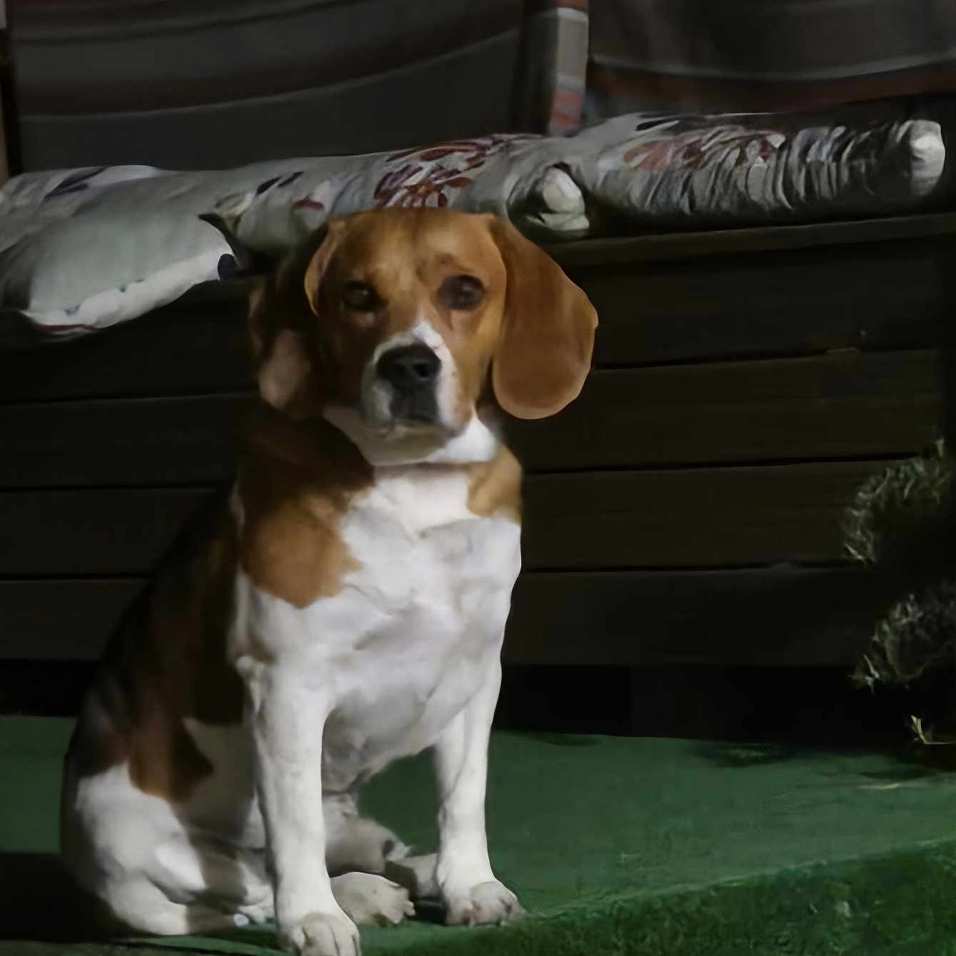 Oslo participe au concours pour gagner de l'argent avec cette photo : animal, beagle, bench, brown, calm, carpet, cushions, dog, ears, fur, indoor, looking, nose, paws, pet, quiet, resting, sitting, step, white