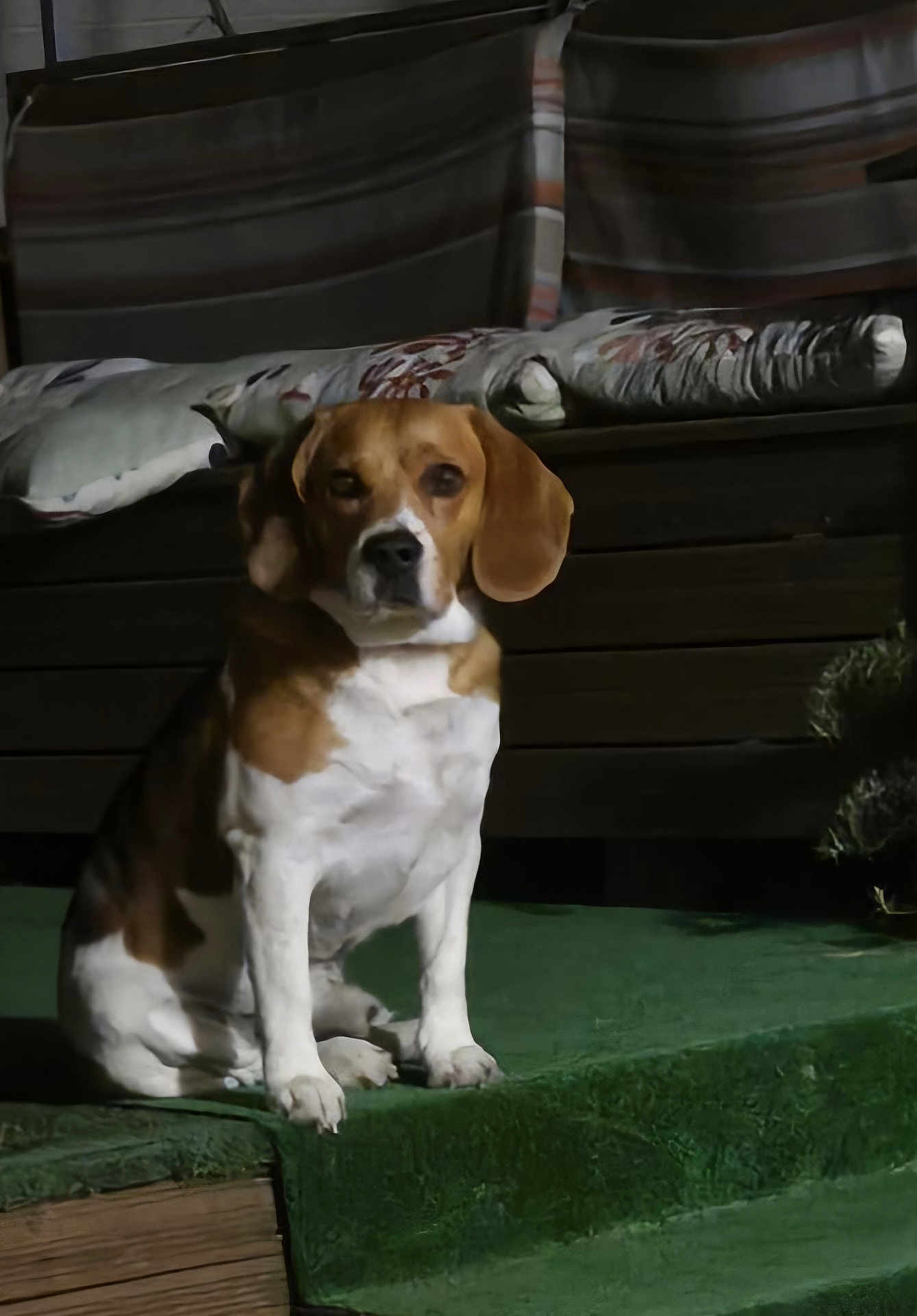 Oslo participe au concours pour gagner de l'argent avec cette photo : dog, beagle, pet, animal, sitting, carpet, step, bench, cushions, brown, white, indoor, calm, looking, ears, fur, nose, paws, quiet, resting