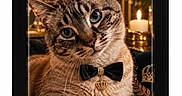 Knut participe au concours pour gagner de l'argent avec cette photo : cat, tabby, pet, animal, portrait, bow_tie, collar, bell, framed_picture, black_frame, white_mat, indoor, elegant, formal, luxury, chandelier, candle, flowers, decor, close_up