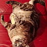 Knut a rejoint le concours — aidez-le/la à gagner de superbes lots ! cat, feline, pet, animal, upside_down, lying, red_couch, indoor, fur, gray_fur, white_fur, green_eyes, whiskers, paws, tail, relaxed, playful, portrait, closeup, funny_pose
