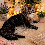 Knut participe au concours pour gagner de l'argent avec cette photo : cat, tabby_cat, pet, animal, lying_down, indoor, cozy, home_decor, plants, flowers, potted_plants, fairy_lights, lantern, candle, pillow, rug, portrait, green_eyes, striped_fur, relaxed