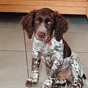 Ruby a rejoint le concours — aidez-le/la à gagner de superbes lots ! puppy, dog, brown, white, spotted, collar, red_collar, floor, tile_floor, indoor, cabinet, wooden_cabinet, pet, young_dog, sitting, ears, curious, eyes, cute, animal