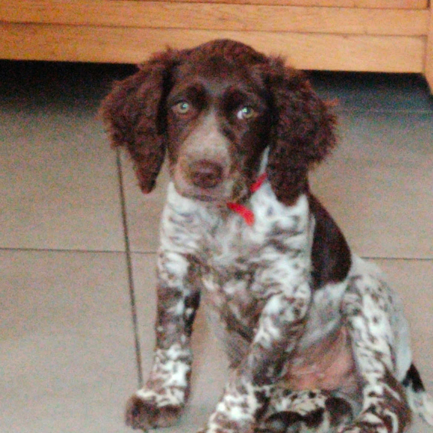 Ruby a rejoint le concours — aidez-le/la à gagner de superbes lots ! animal, brown, cabinet, collar, curious, cute, dog, ears, eyes, floor, indoor, pet, puppy, red_collar, sitting, spotted, tile_floor, white, wooden_cabinet, young_dog