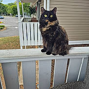 Roewyn joined the competition — help win amazing prizes! animal, background, cat, curious, daylight, feline, fur, green_eyes, house, nature, outdoor, pet, porch, railing, residential_area, sitting, suburban, tortoiseshell_cat, wicker_chair, wood