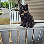 animal, background, cat, curious, daylight, feline, fur, green_eyes, house, nature, outdoor, pet, porch, railing, residential_area, sitting, suburban, tortoiseshell_cat, wicker_chair, wood