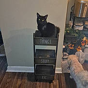 Ody joined the competition — help win amazing prizes! black_cat, white_dog, wooden_floor, organizer, indoor, pet, furniture, flowers, plants, home, wall, light_switch, storage, animal, curious, flooring, household, container, dog, cat