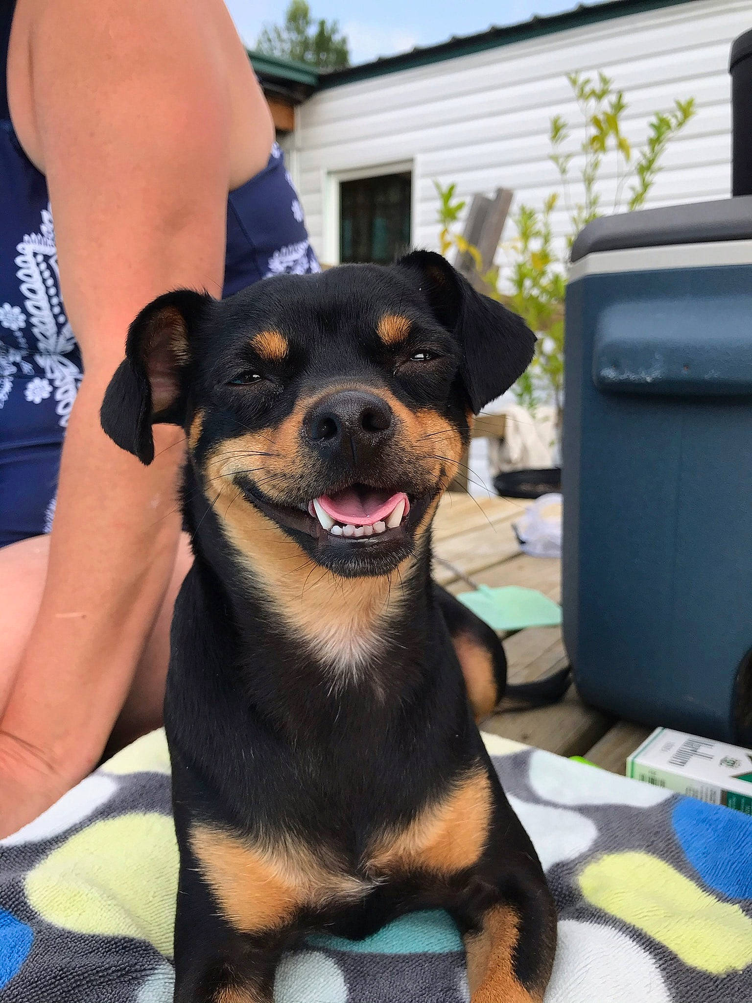 Minnie Pearl joined the competition — help win amazing prizes! canidae, carnivore, collar, companion_dog, dog, dog_breed, fawn, fur, guard_dog, plant, rottweiler, sky, smile, snout, sporting_group, terrestrial_animal, waste_container, waste_containment, whiskers, working_animal