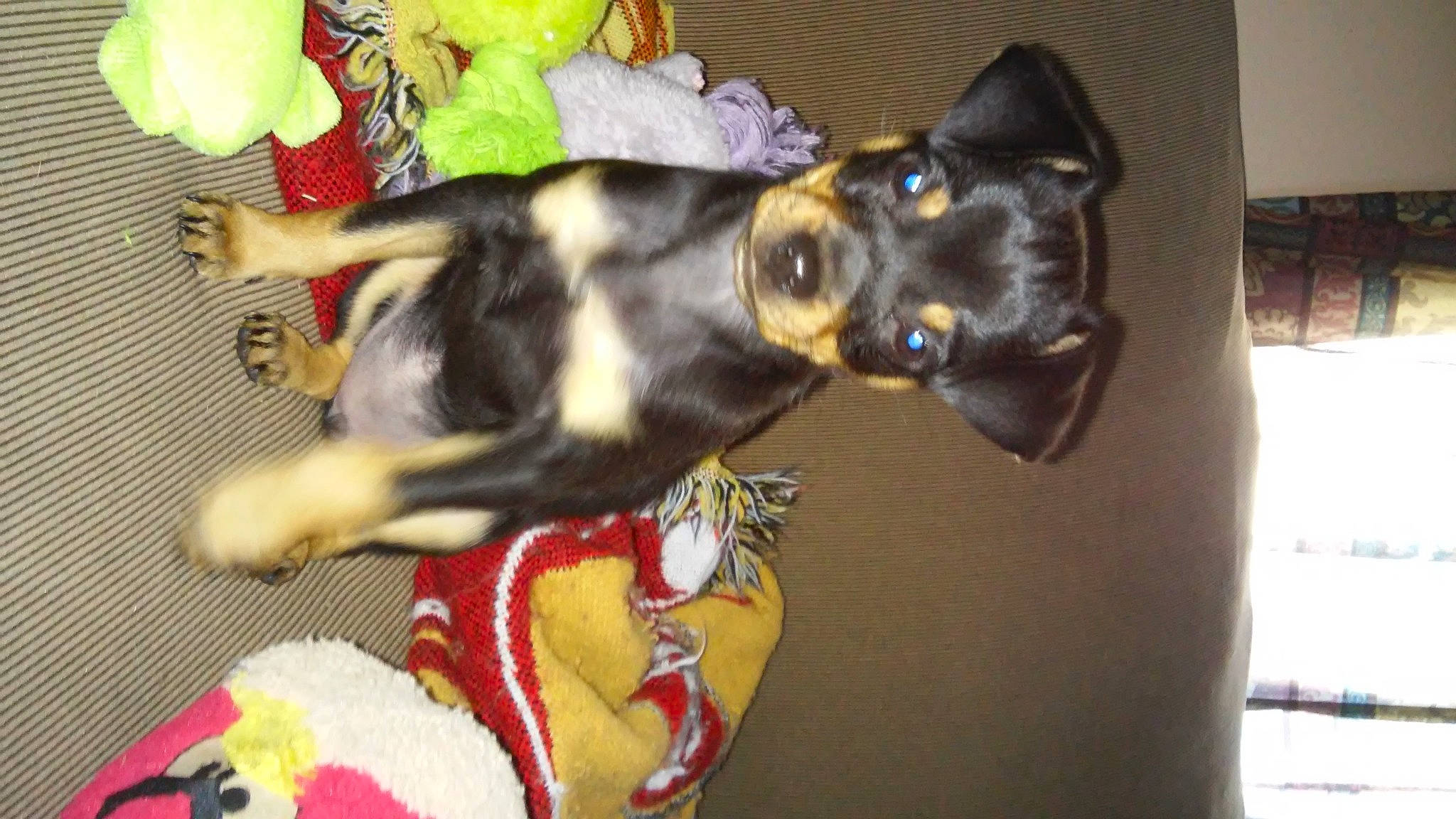 Minnie Pearl is registered to the contest to win money with this photo: canidae, carnivore, collar, companion_dog, dog, dog_breed, ear, event, fashion_accessory, fawn, felidae, fur, guard_dog, small_to_medium_sized_cats, snout, sporting_group, tail, whiskers, working_animal, yellow