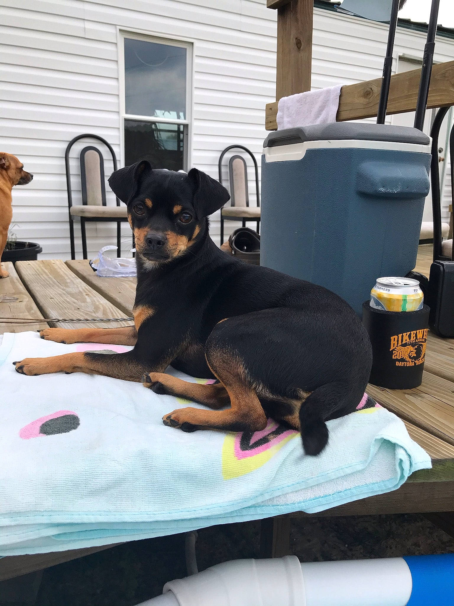 Minnie Pearl is registered to the contest to win money with this photo: canidae, carnivore, chair, comfort, companion_dog, dog, dog_breed, dog_supply, door, fawn, flooring, gas, guard_dog, house, mammal, sporting_group, vertebrate, waste_container, window, working_animal