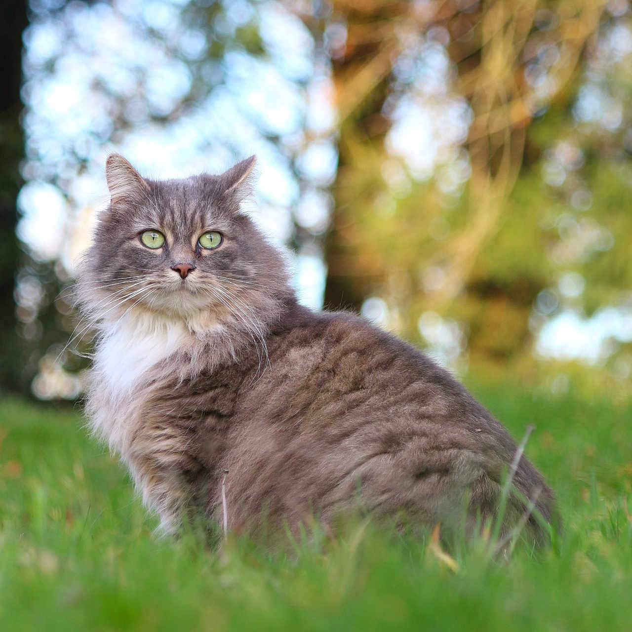 Tchoupi participe au concours pour gagner de l'argent avec cette photo : animal, cat, closeup, cute, daylight, feline, fluffy, fur, grass, gray_cat, green_eyes, mammal, nature, outdoor, pet, portrait, serene, sitting, whiskers, wildlife